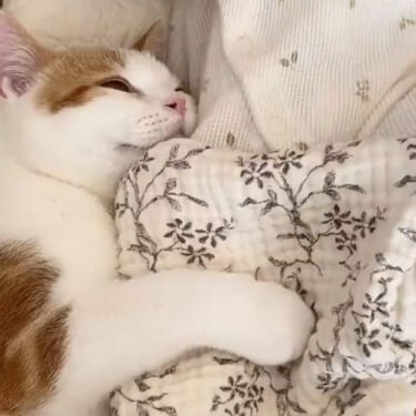 【動画】エロ猫さん、女の子から離れない